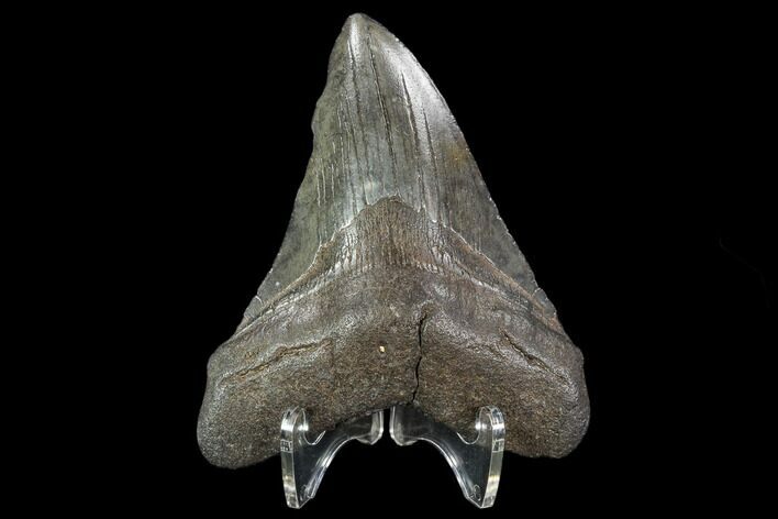 Fossil Megalodon Tooth - South Carolina #108895